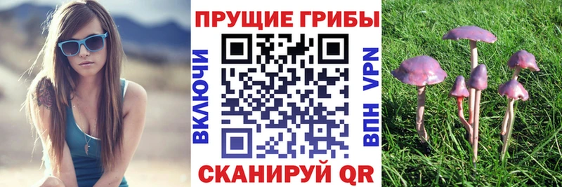 Купить закладки  Абинск  Галлюциногенные грибы Psilocybe 